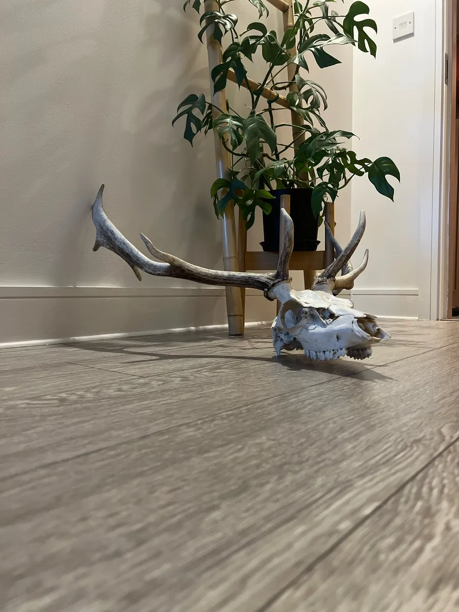 Antique deer skull - Image 2