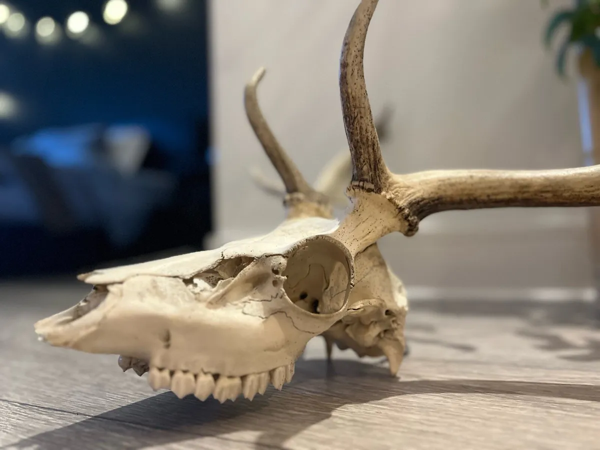 Antique deer skull - Image 4