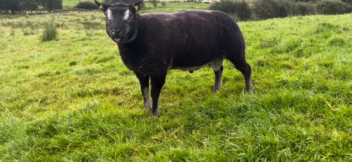 Badgerface Texel ram - Image 1