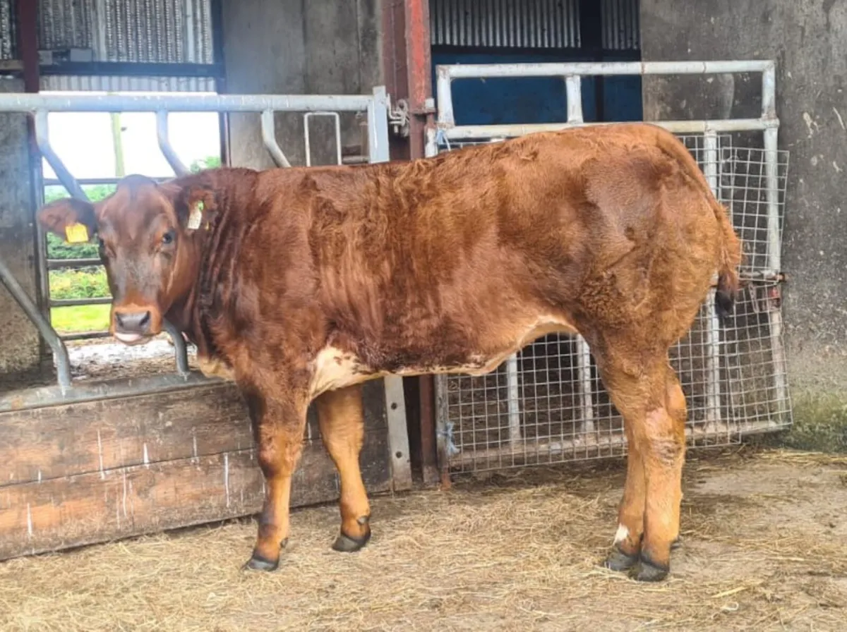Belgian Blue Heifers For Gort Mart Thursday 18th - Image 1