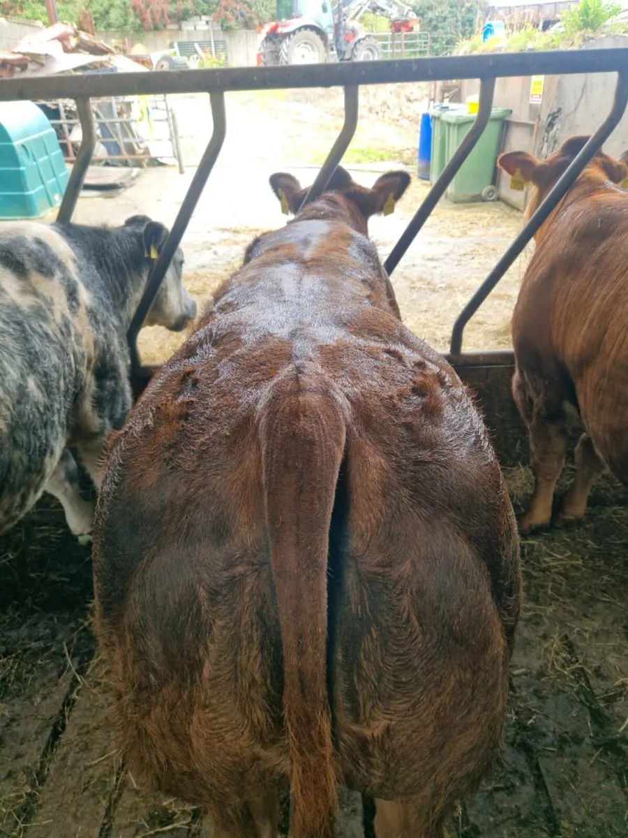 Belgian Blue Heifers For Gort Mart Thursday 18th - Image 2