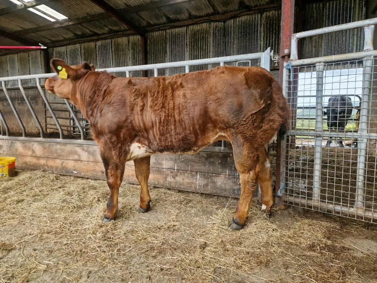 Belgian Blue Heifers For Gort Mart Thursday 18th - Image 3