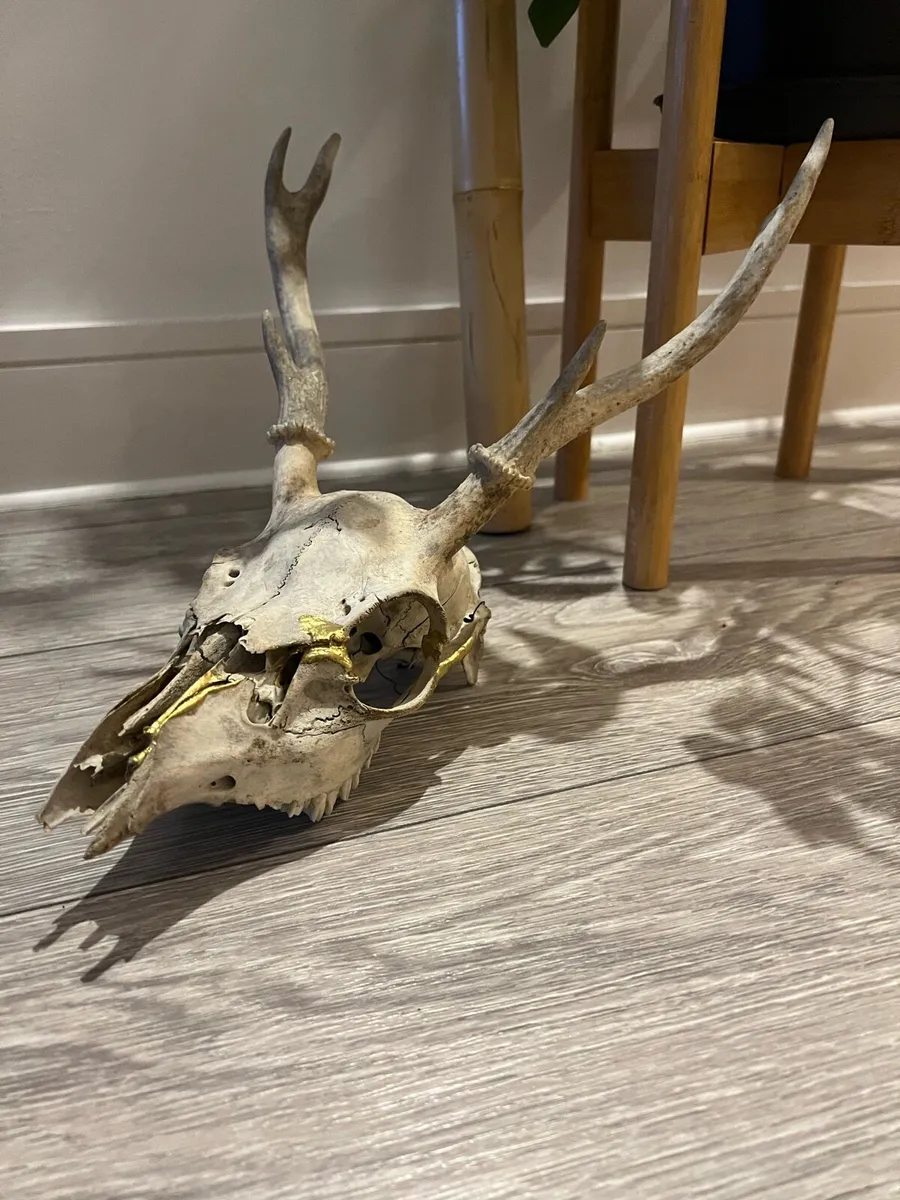 Antique deer skull - kintsugi - Image 1