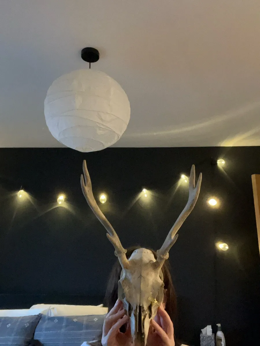 Antique deer skull - kintsugi - Image 2