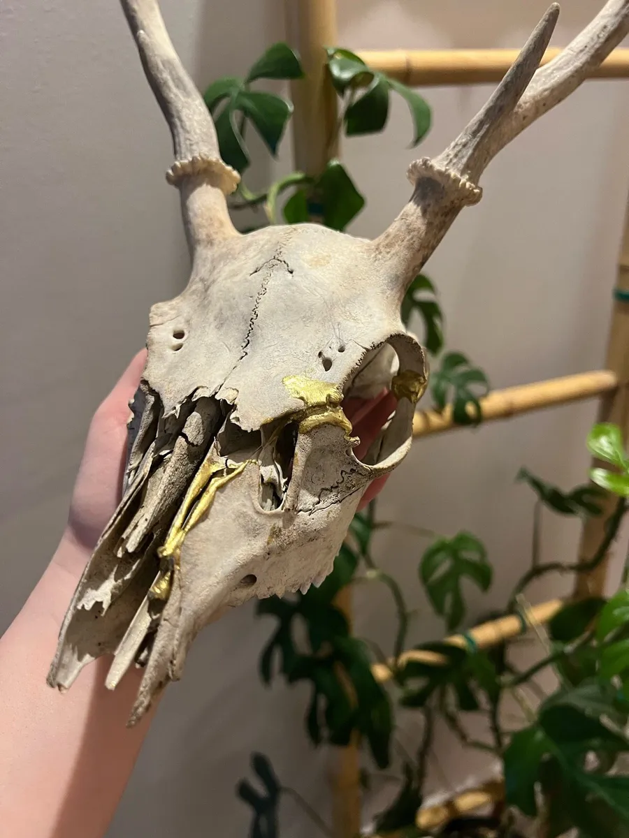 Antique deer skull - kintsugi - Image 3