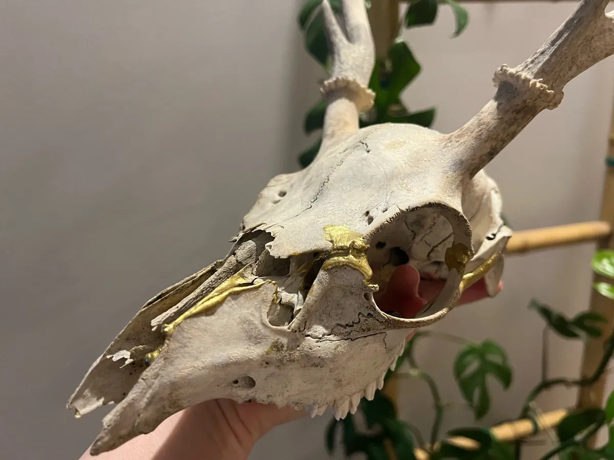 Antique deer skull - kintsugi - Image 4