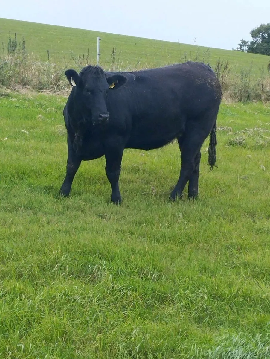 Organic heifers roscrea Friday 19th - Image 2