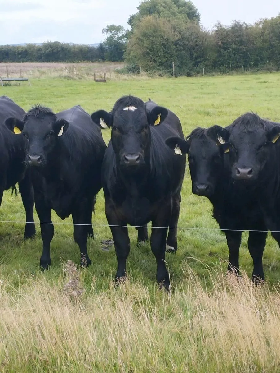 Organic heifers roscrea Friday 19th - Image 3