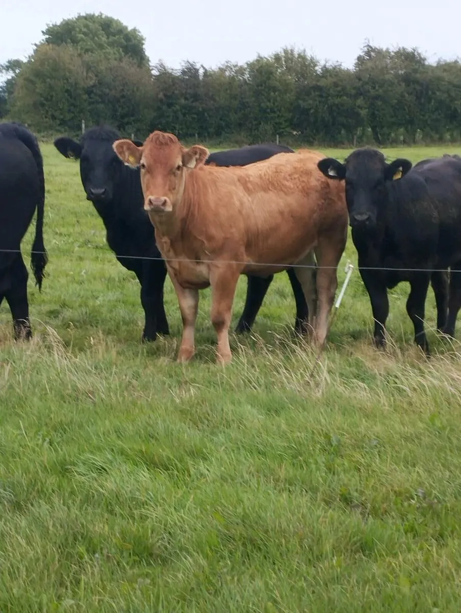 Organic heifers roscrea Friday 19th - Image 1