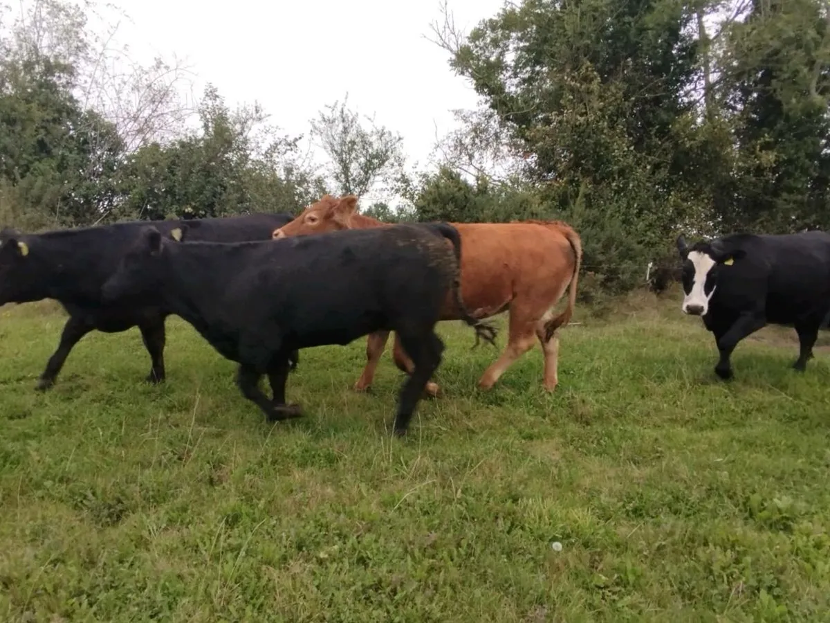 Organic heifers roscrea Friday 19th - Image 4