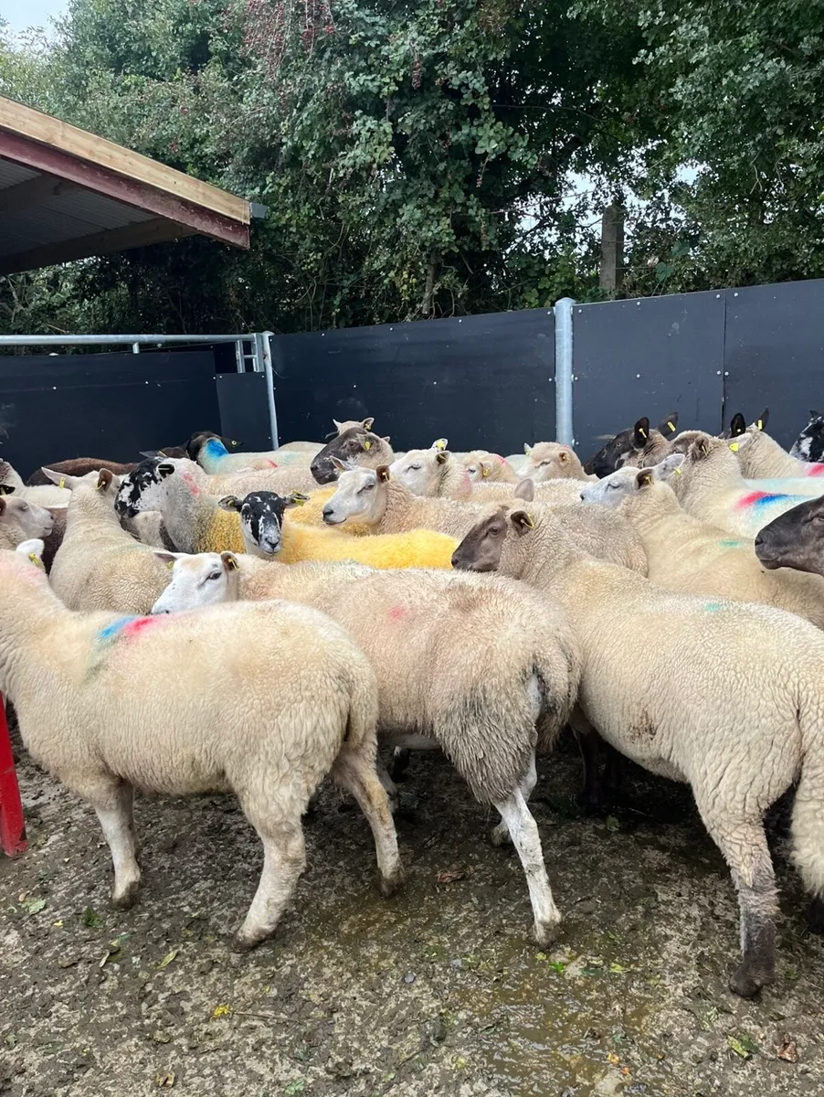 50 super breeding ewes - Image 1