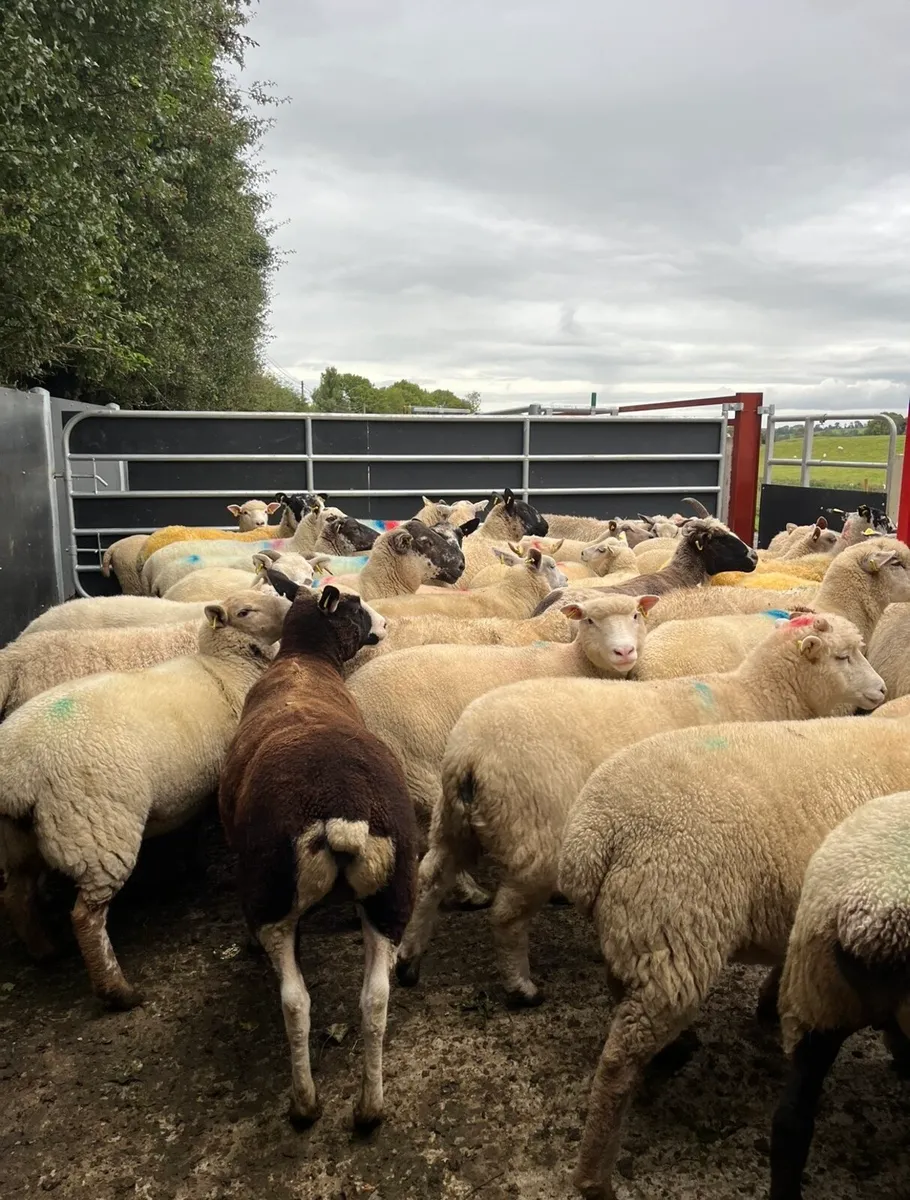 50 super breeding ewes - Image 2