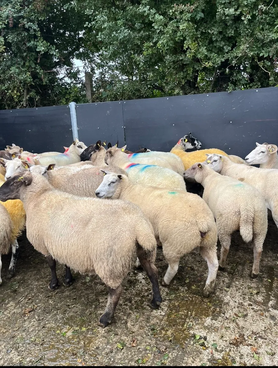 50 super breeding ewes - Image 3