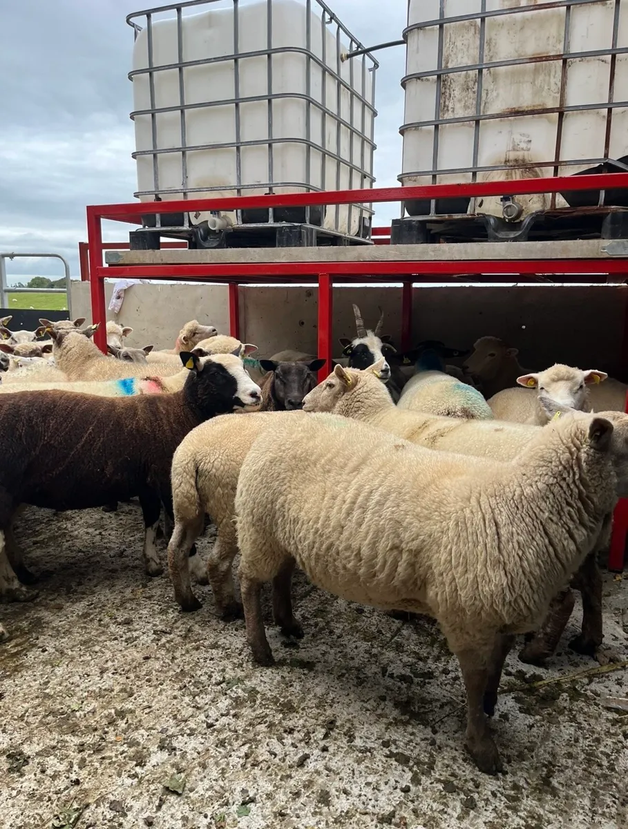 50 super breeding ewes - Image 4
