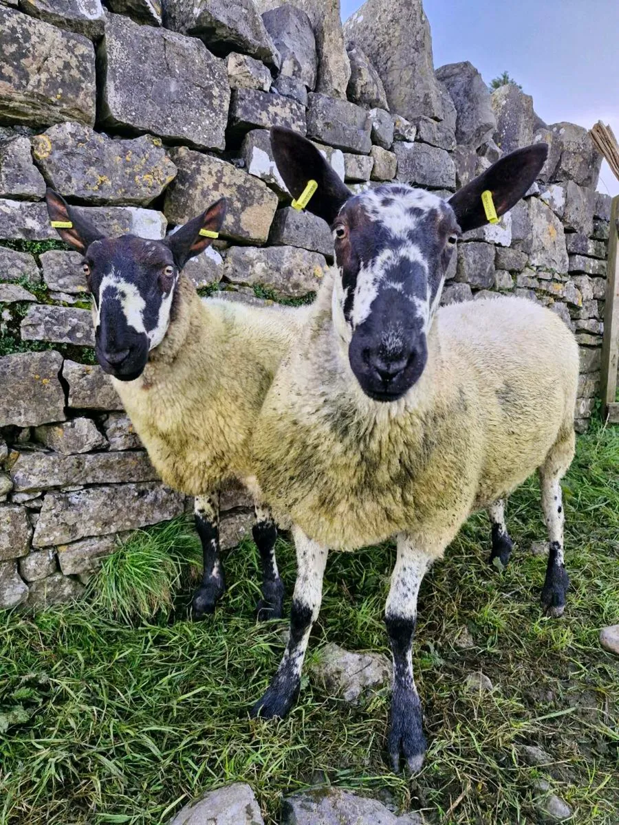 PB Milford Hogget Rams - Image 1