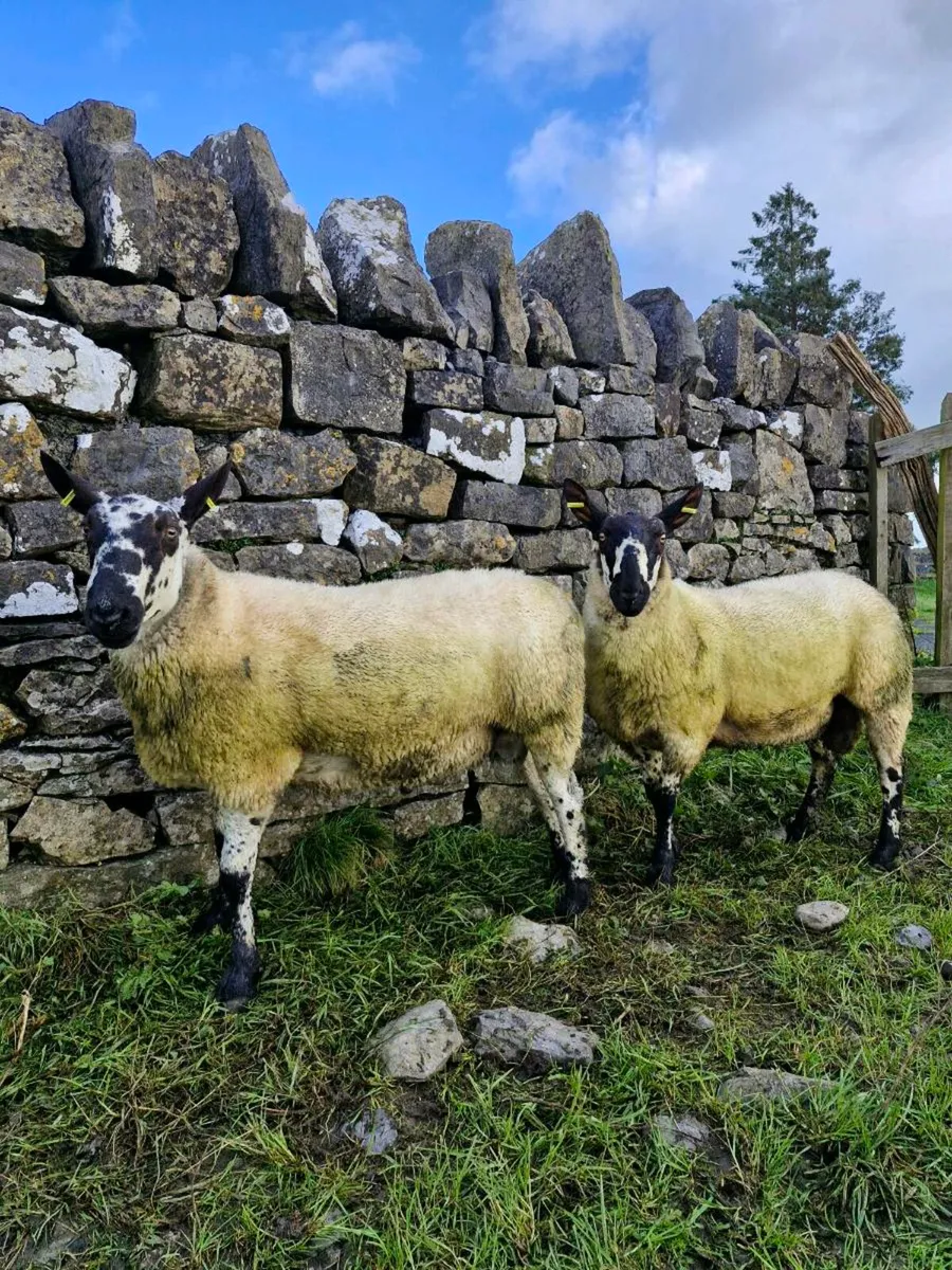 PB Milford Hogget Rams - Image 2