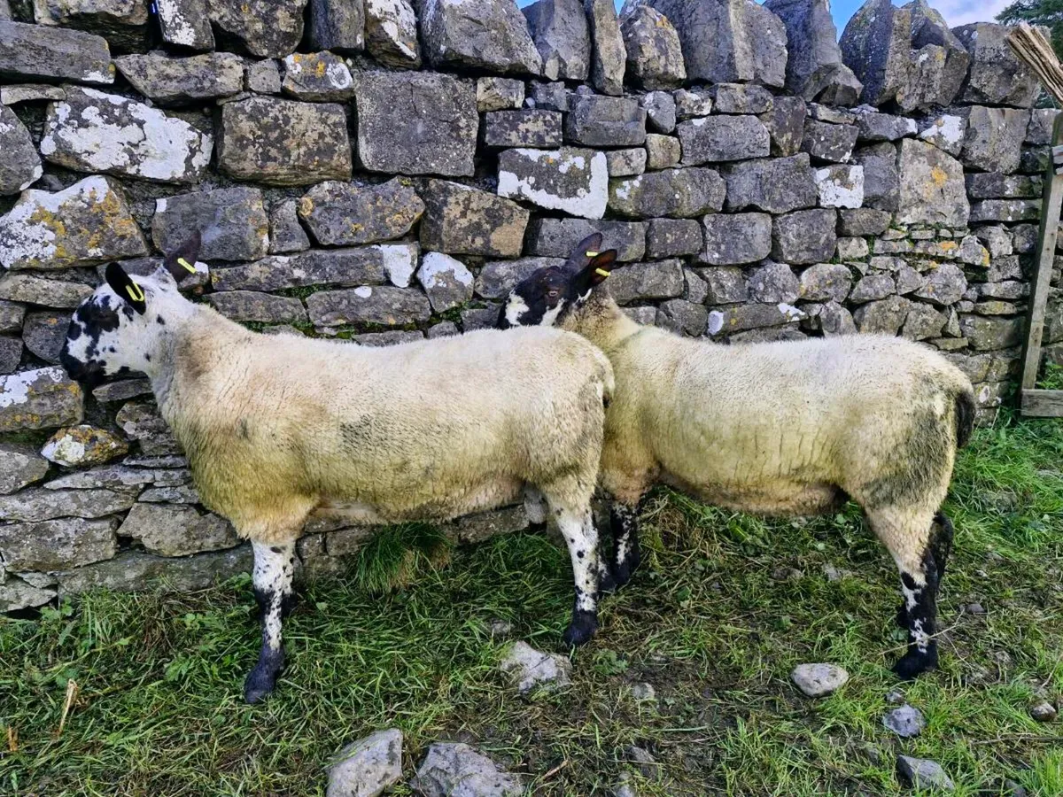 PB Milford Hogget Rams - Image 3
