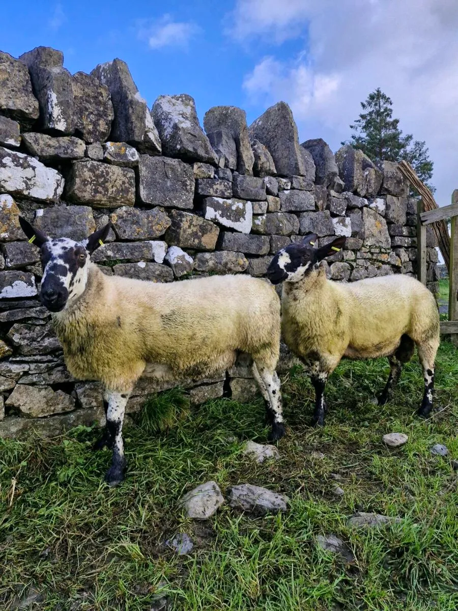 PB Milford Hogget Rams - Image 4
