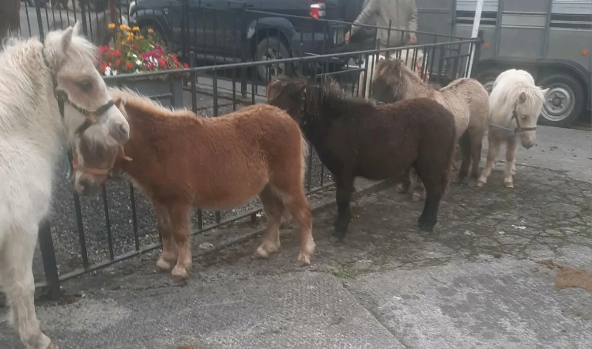 Horses - Image 1