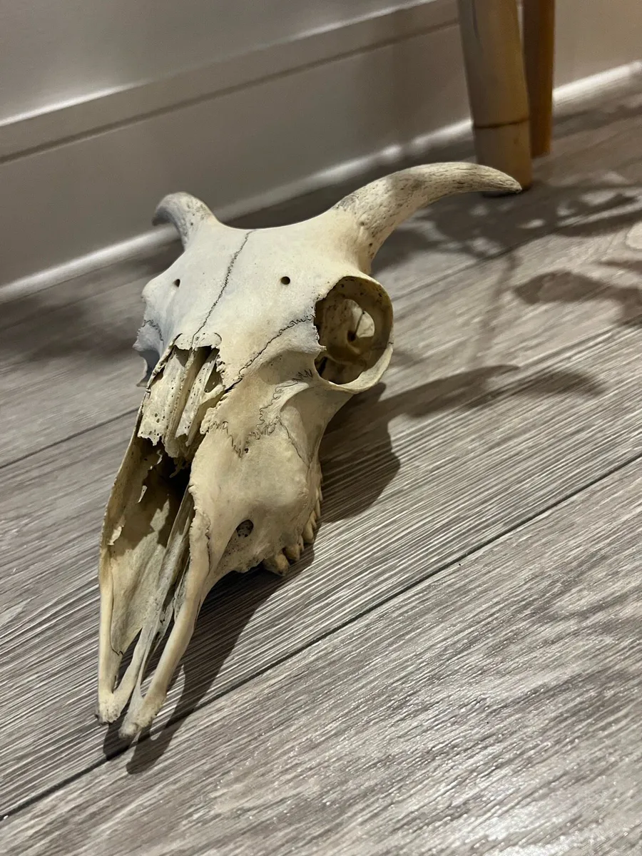 Sheep skull - Image 1