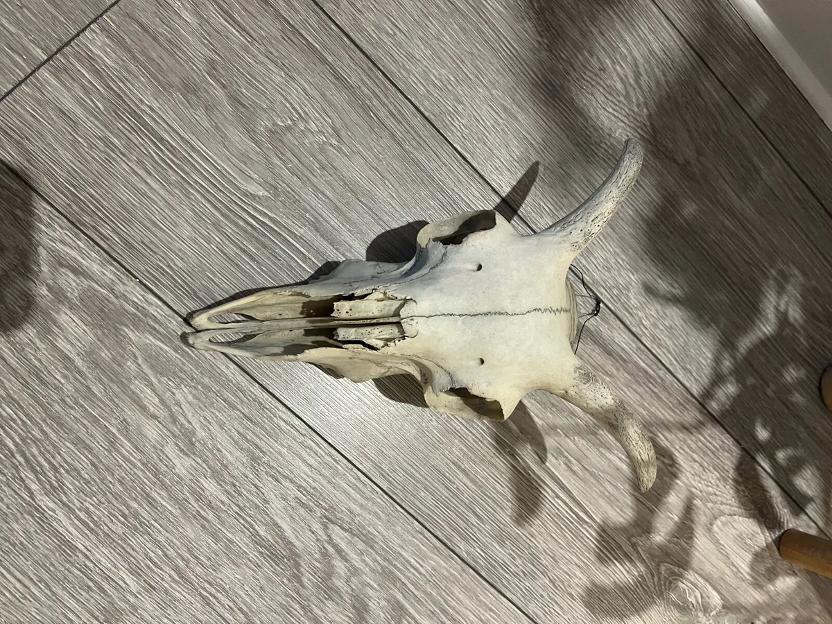 Sheep skull - Image 3