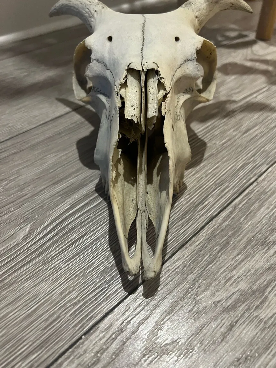Sheep skull - Image 4