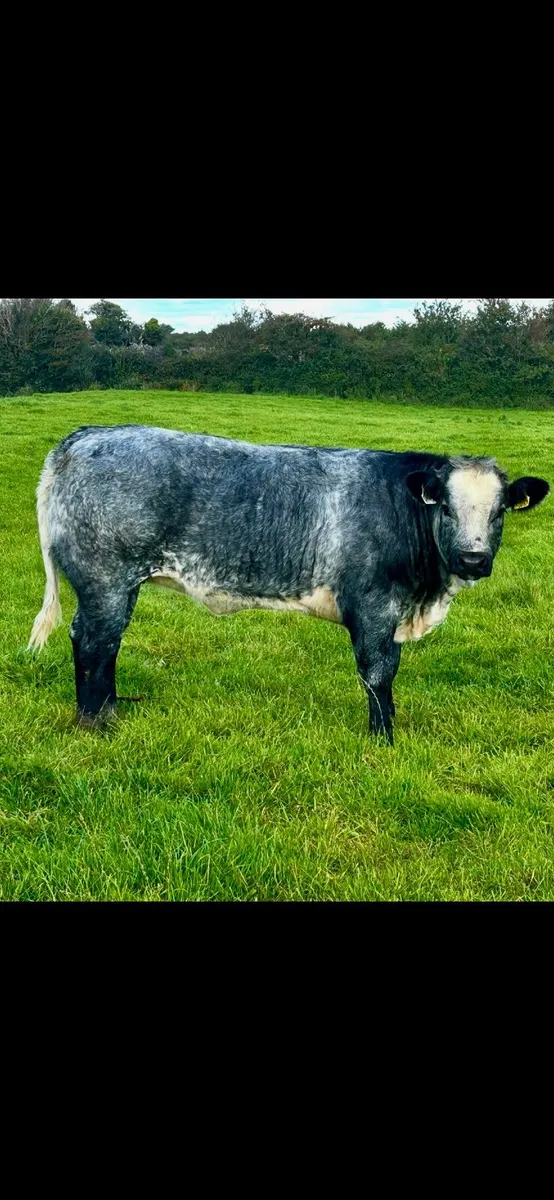 Top Quality Belgian Blue Heifers and Bulls. - Image 1