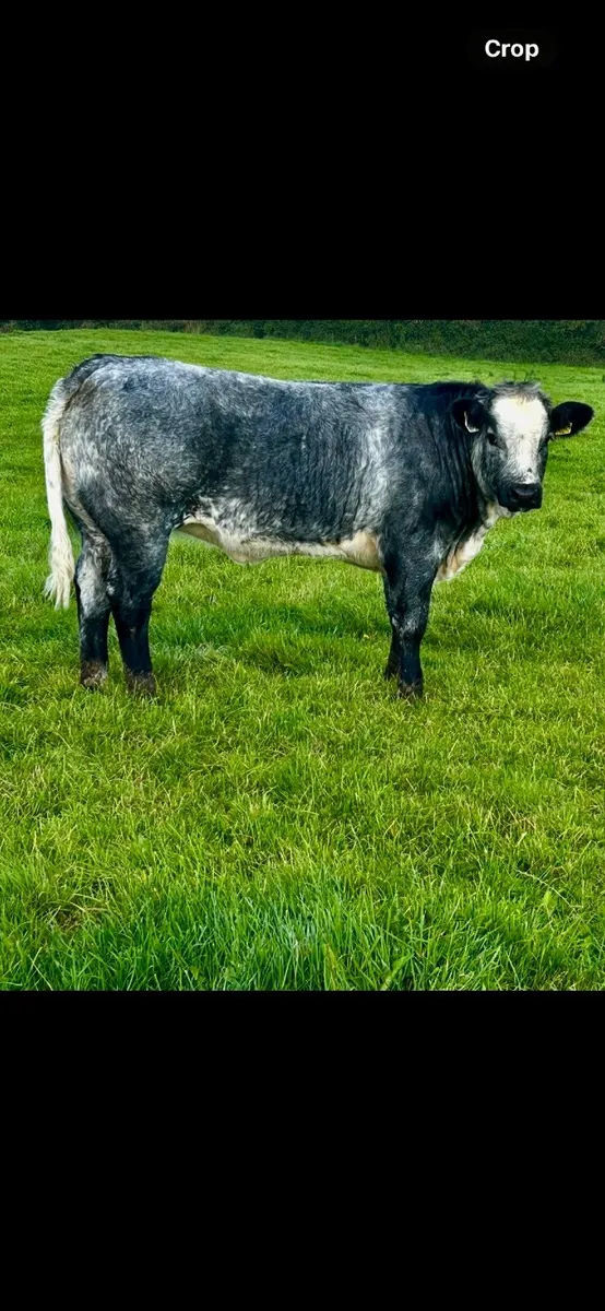 Top Quality Belgian Blue Heifers and Bulls. - Image 2