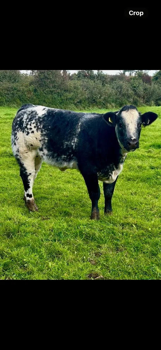 Top Quality Belgian Blue Heifers and Bulls. - Image 3