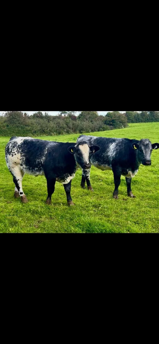 Top Quality Belgian Blue Heifers and Bulls. - Image 4