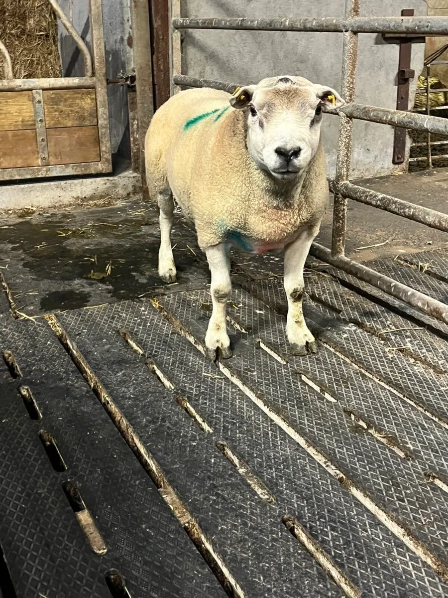 🤩Show quality texel ram 🤩 - Image 1