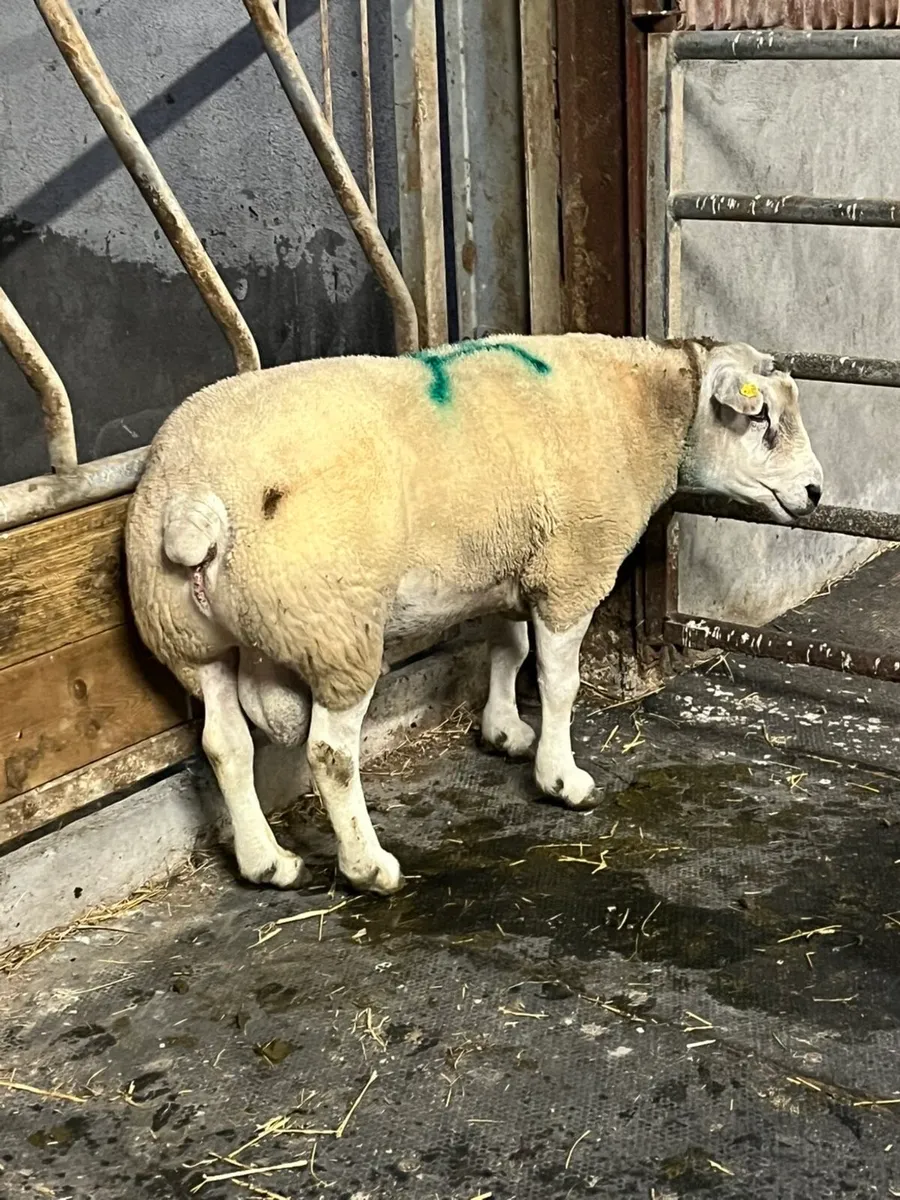 🤩Show quality texel ram 🤩 - Image 2