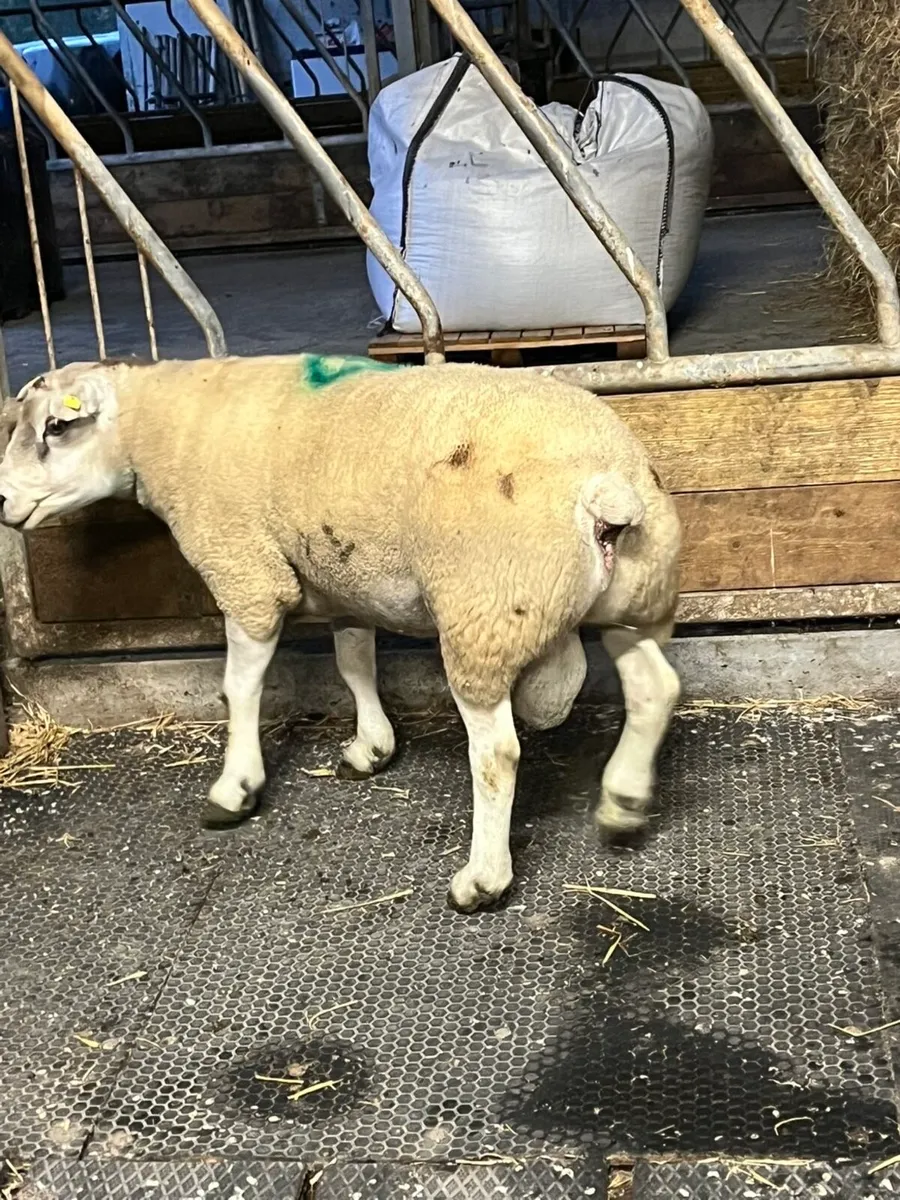 🤩Show quality texel ram 🤩 - Image 3