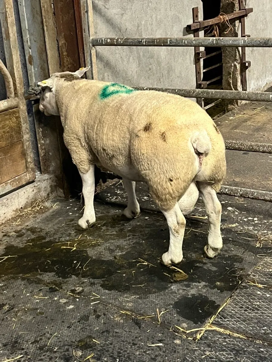🤩Show quality texel ram 🤩 - Image 4