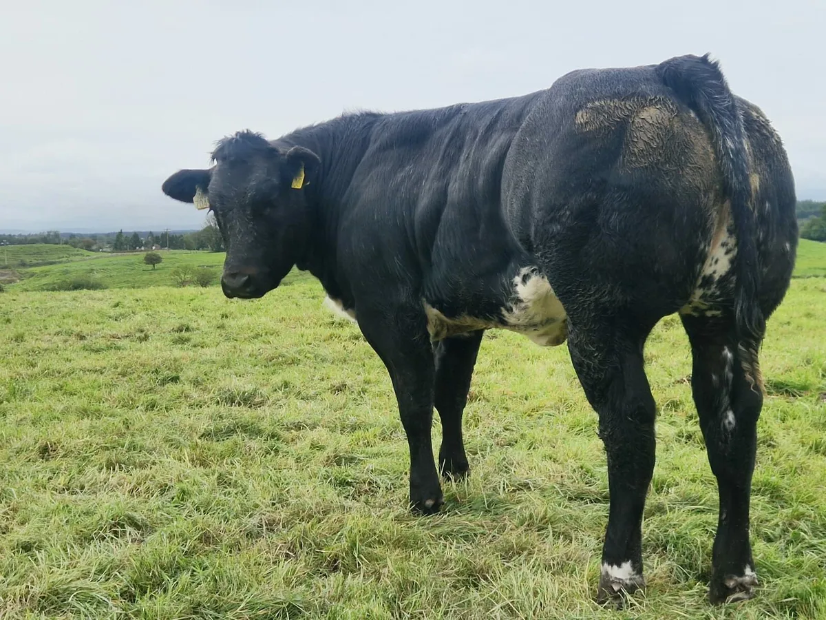 BB X heifers Gort Thurs 18th Sep - Image 1