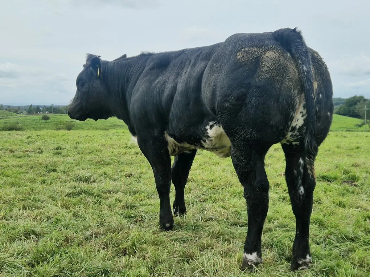 BB X heifers Gort Thurs 18th Sep - Image 3