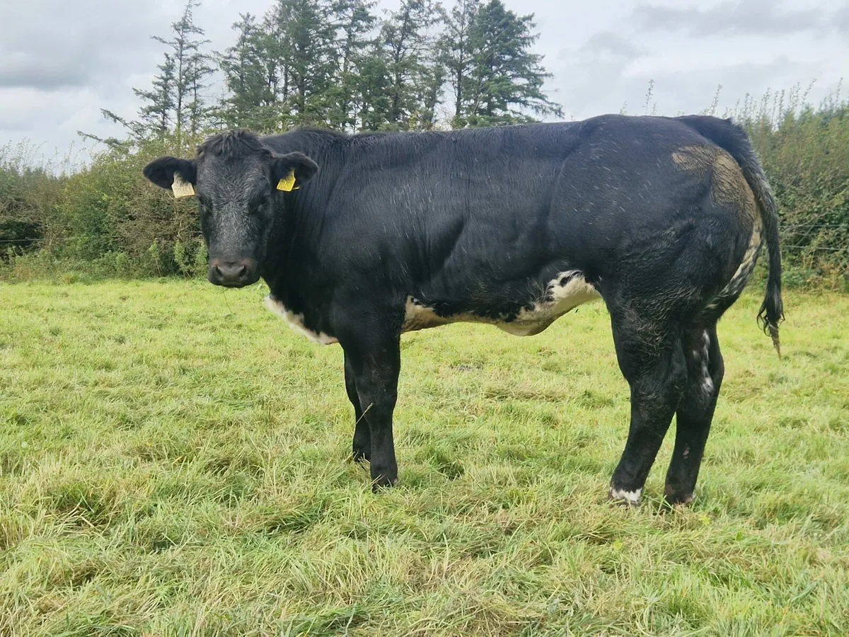 BB X heifers Gort Thurs 18th Sep - Image 4