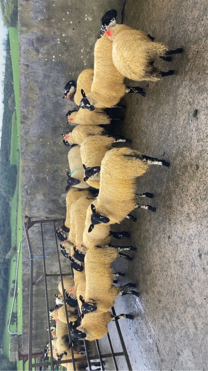 sheep mule ewe lambs - Image 1
