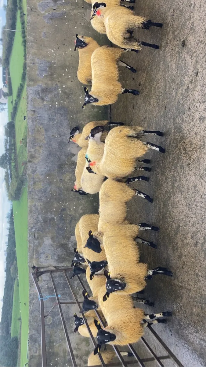 sheep mule ewe lambs - Image 2