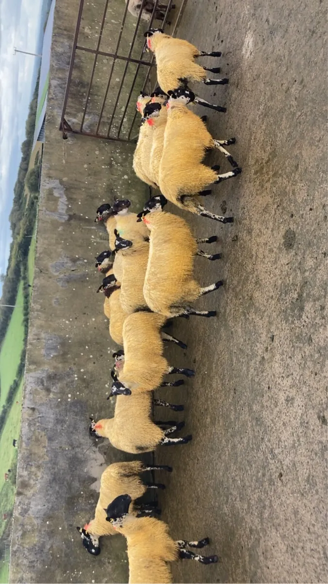 sheep mule ewe lambs - Image 3