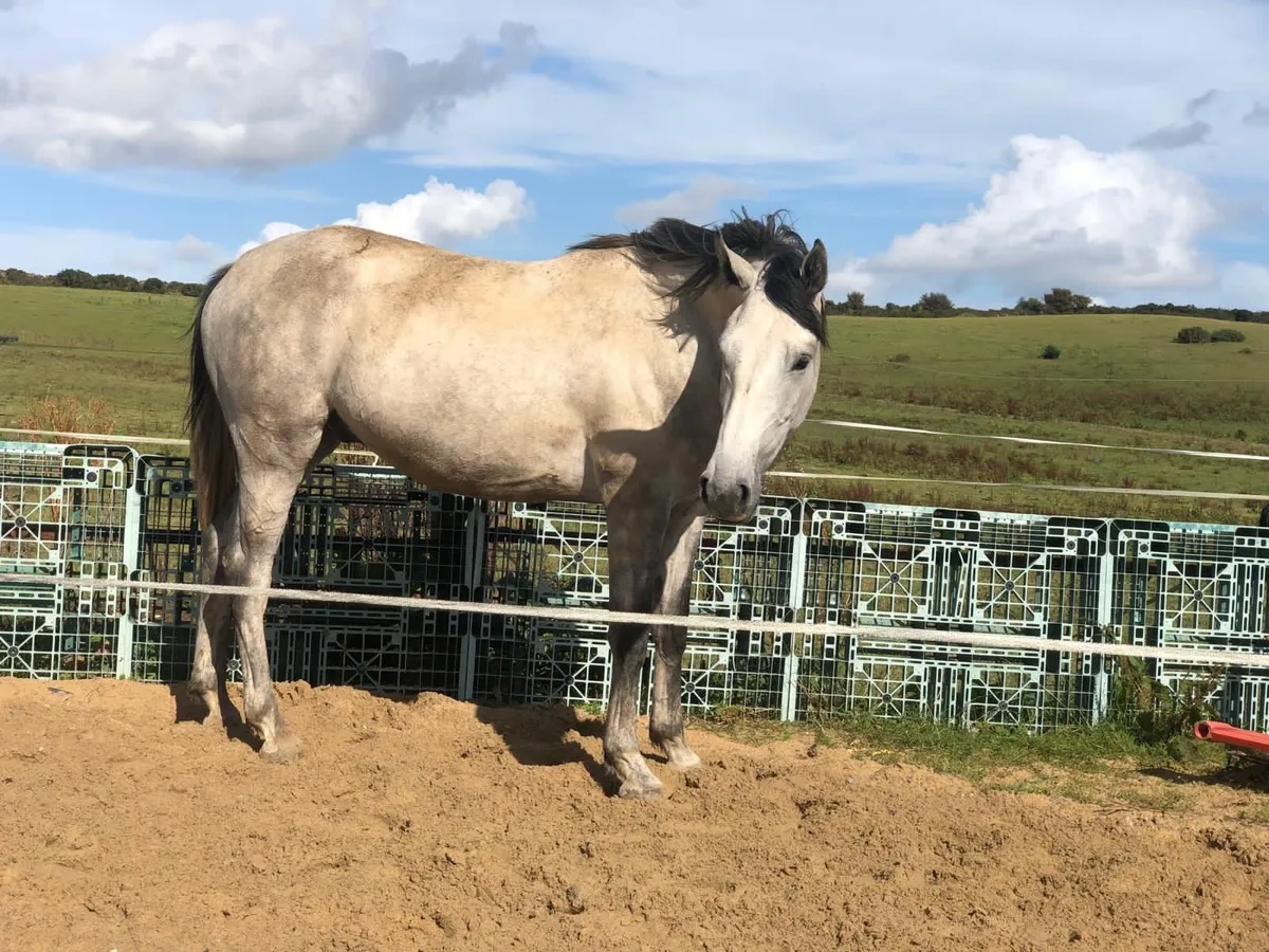 3 year old gelding - Image 2