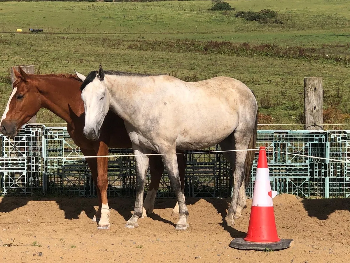 3 year old gelding - Image 3