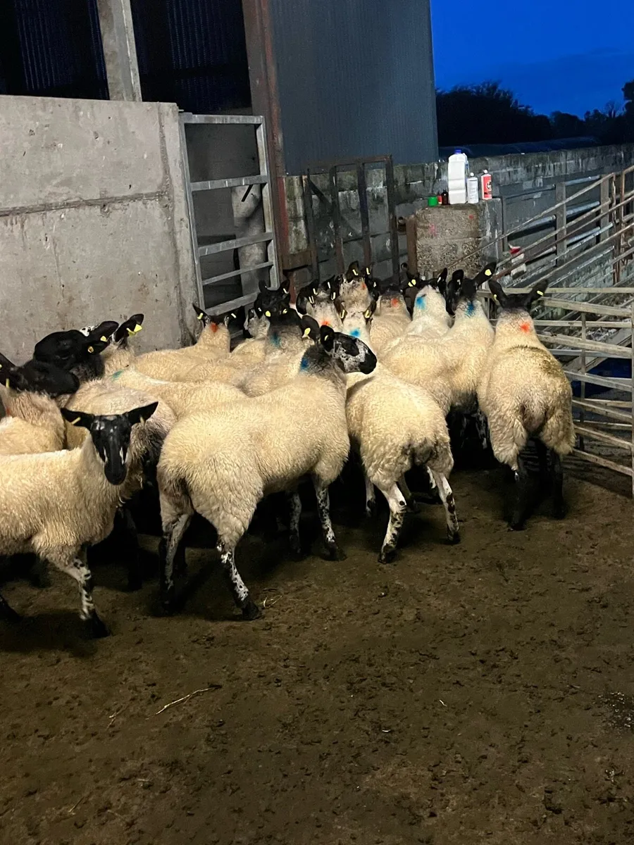 ⚡️MILFORD EWE HOGGETS ⚡️ - Image 1