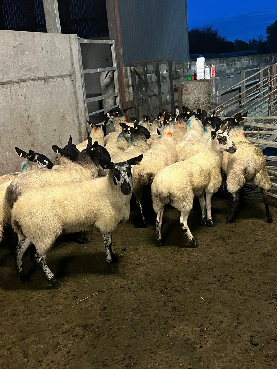 ⚡️MILFORD EWE HOGGETS ⚡️ - Image 2