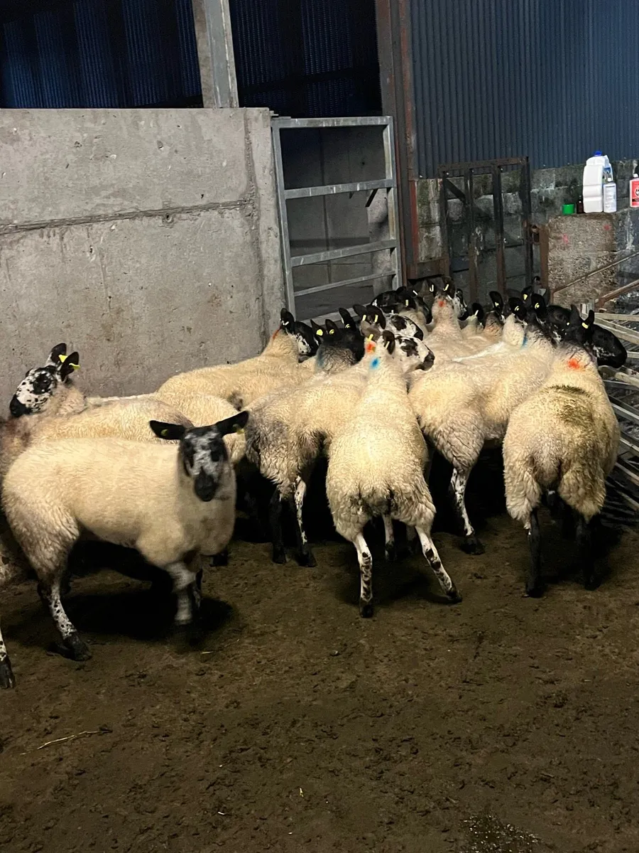 ⚡️MILFORD EWE HOGGETS ⚡️ - Image 3