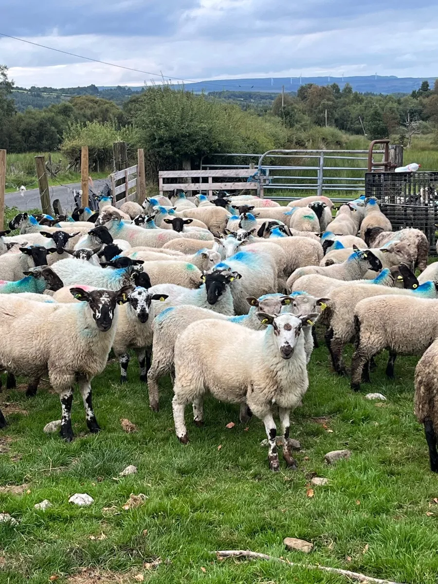 Store lambs - Image 1
