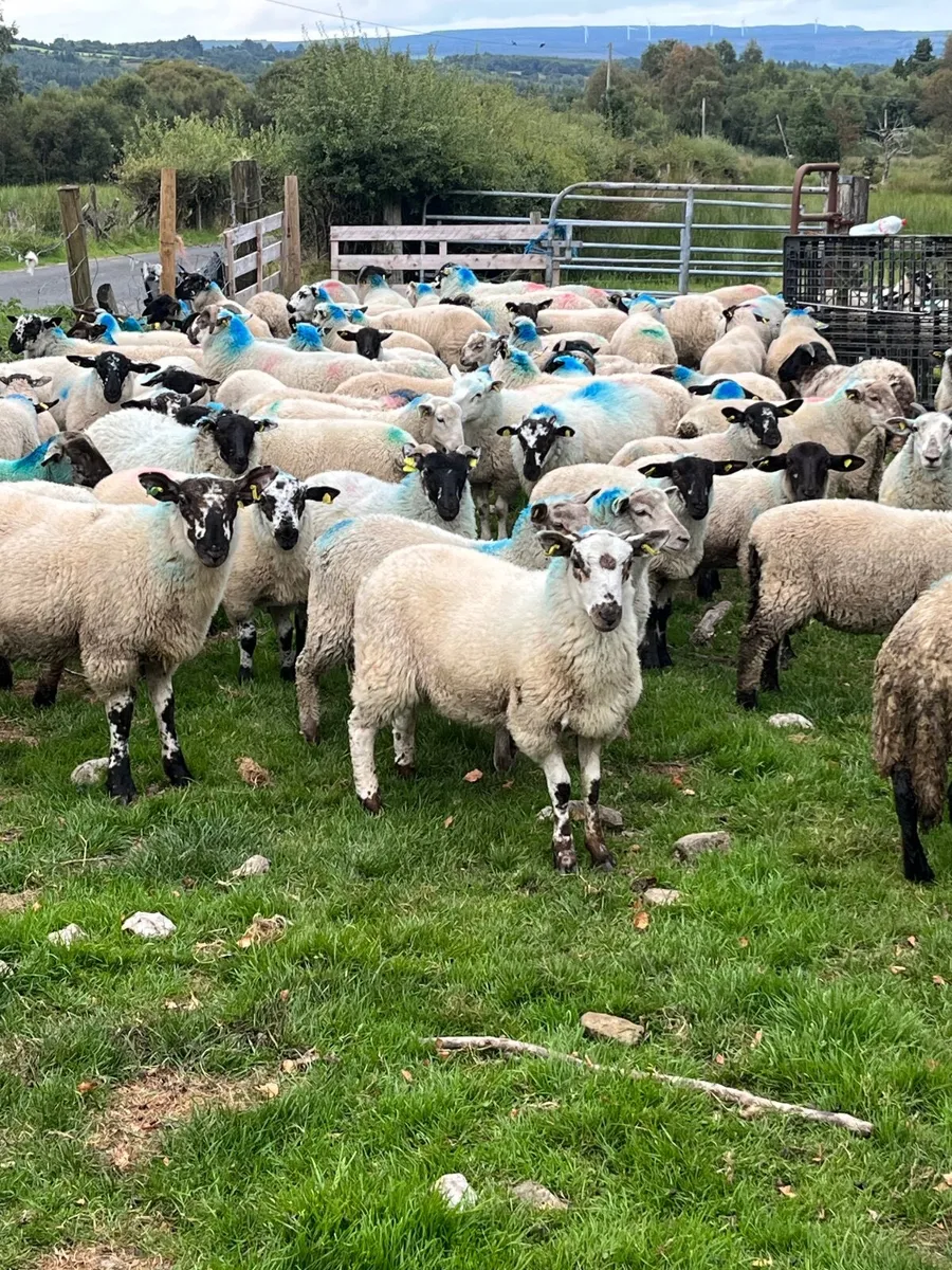 Store lambs - Image 2