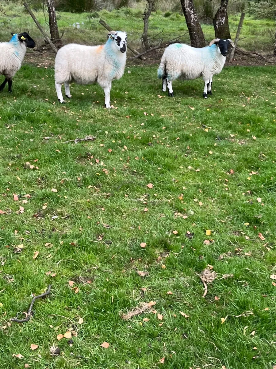 Store lambs - Image 4