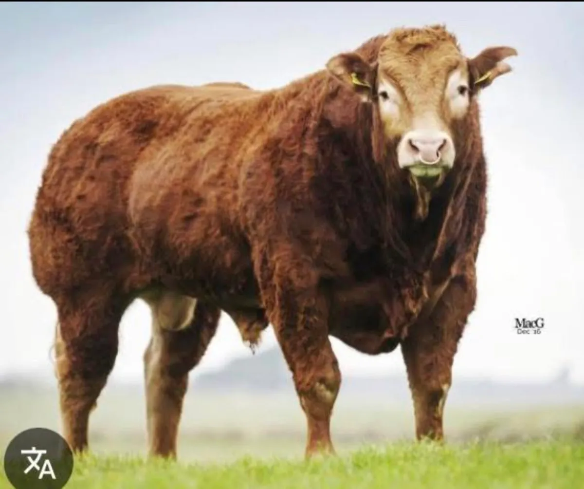 3 x Pedigree Limousin embryos - Image 3