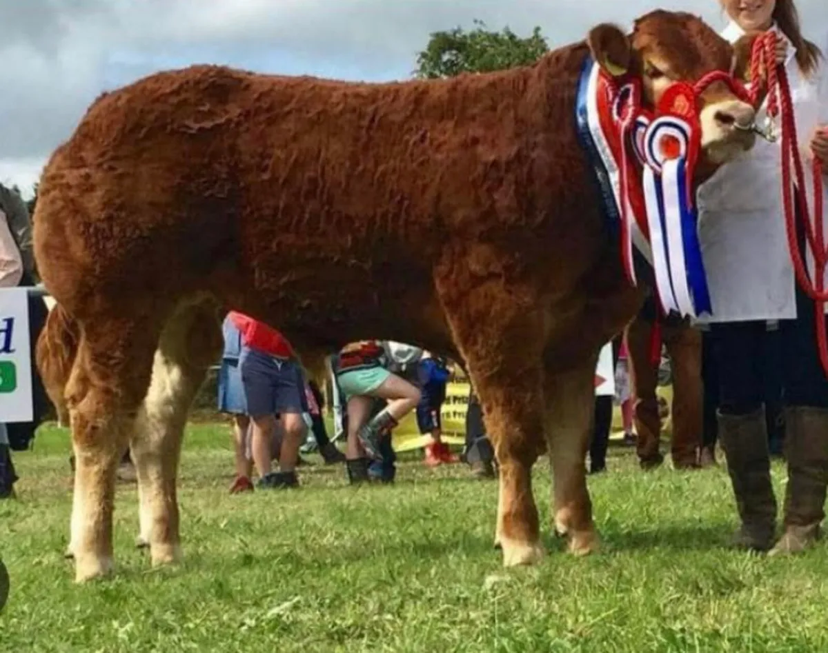 3 x Pedigree Limousin embryos - Image 4